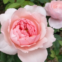 Roses at Sturtz and Copeland Garden Center Alnwick Rose